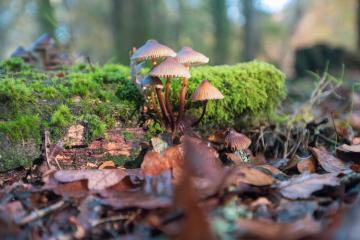 FORÊT DE SOIGNES * Le monde des champignons